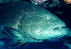 Goliath grouper close up, Cozumel.
Nikonos V 28mm lense by Marylin Batt 